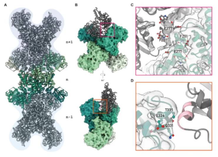 ShanghaiTech researchers unveil the structure and inhibition mechanism of prokaryotic CTP synthase 